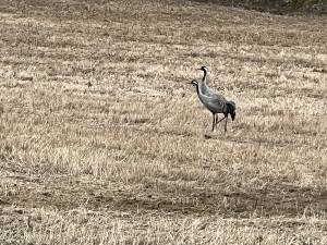 IMG_3291_original_copy_1